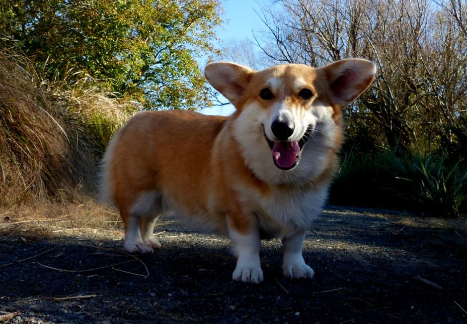 Чихуахуа ушастая