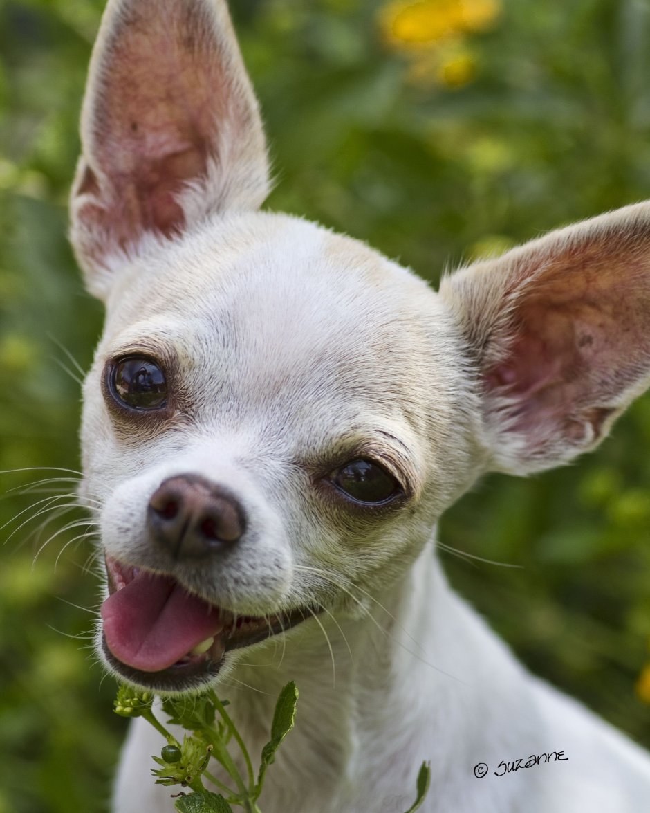 Маленькие собаки с большими ушами