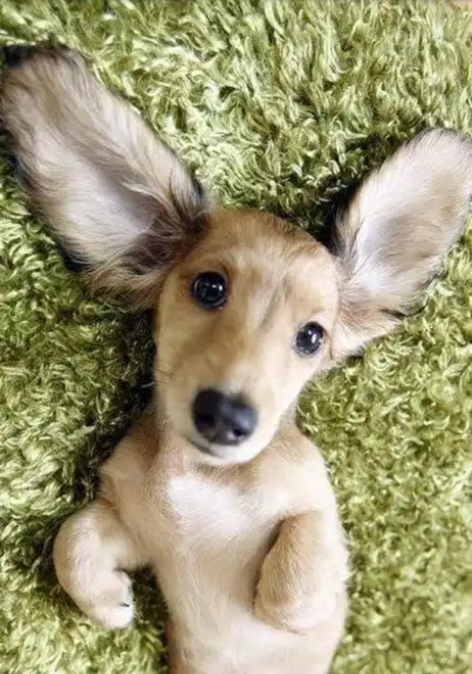 Чихуахуа БУБУ