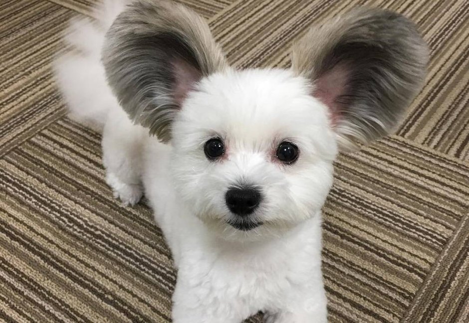 Маленькие ушастые собачки