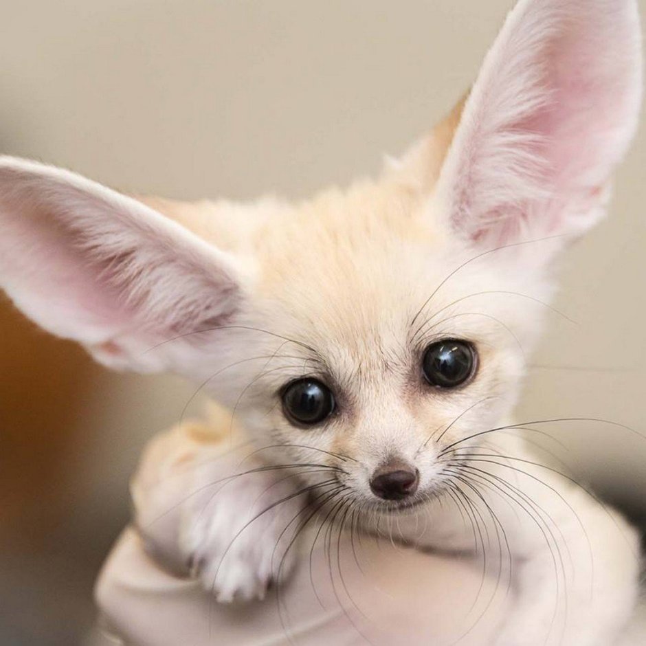 Вельш корги терьер гладкошерстный