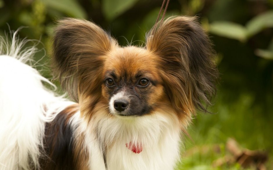 Вельш Папильон