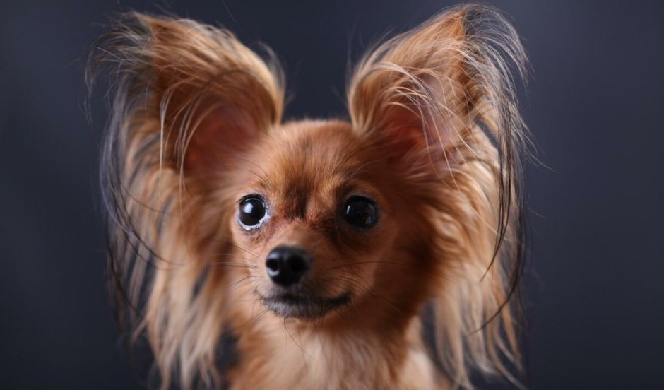 Терьер Ушастый