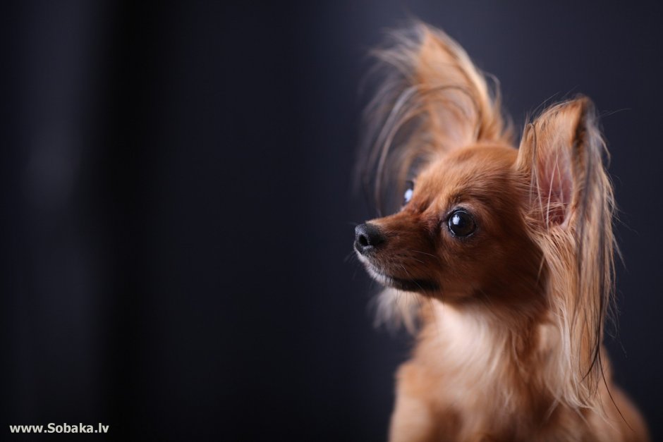 Уиппет Венди