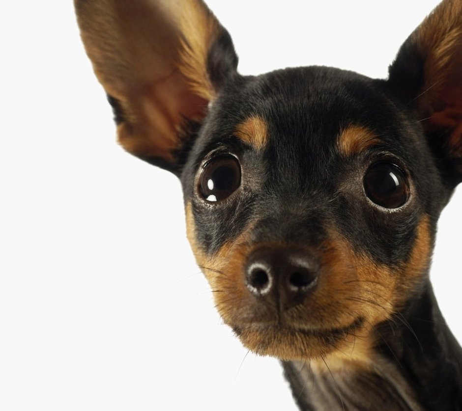 Болонка Папильон