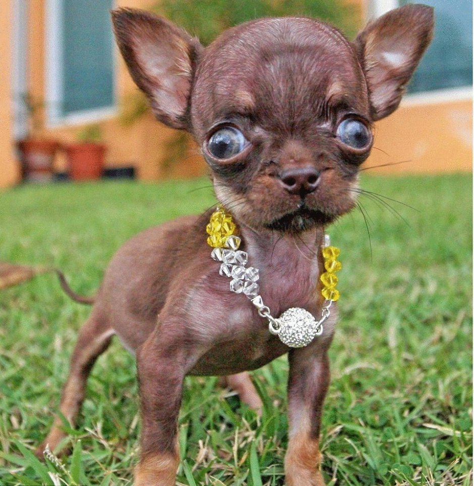 Лисица фенек