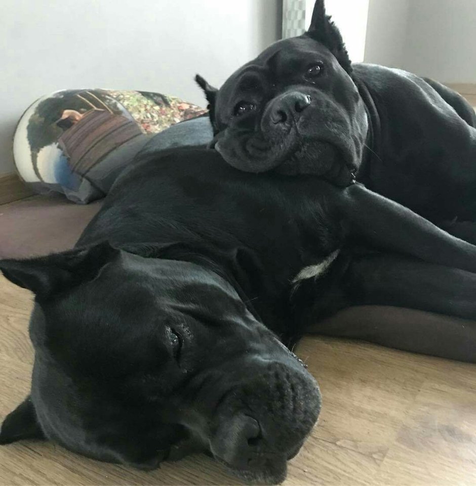Кане Корсо