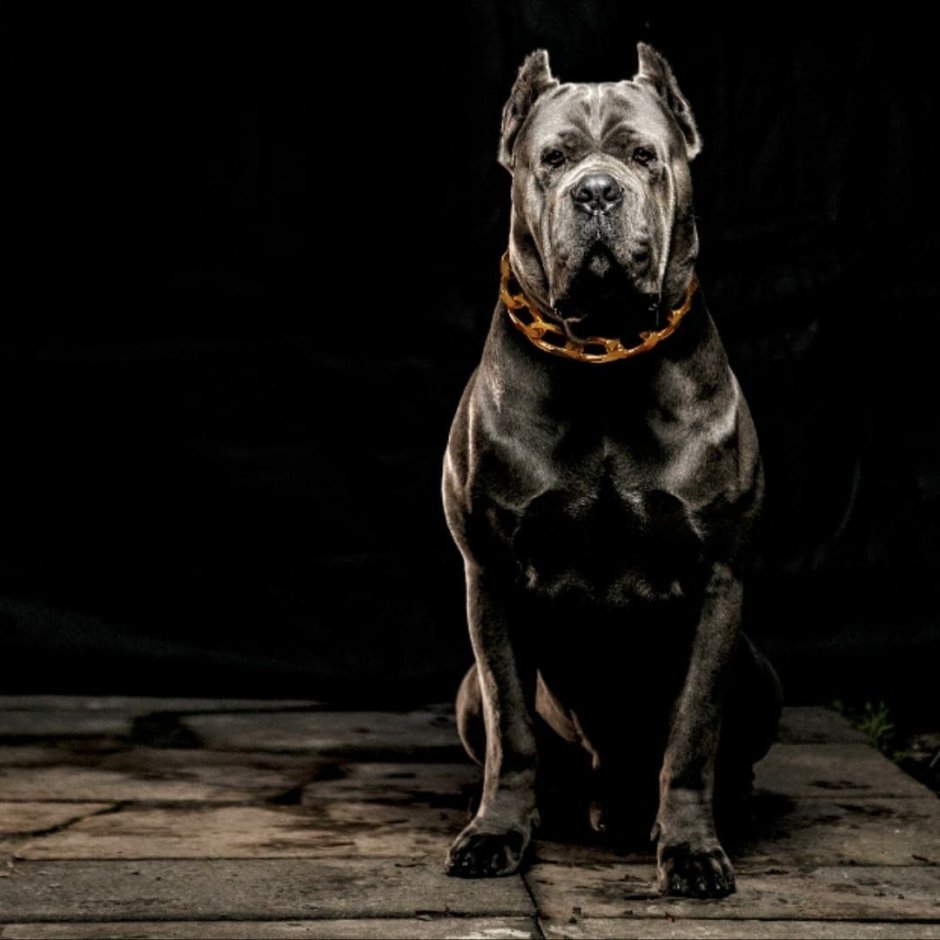 Cane Corso щенки 1 den