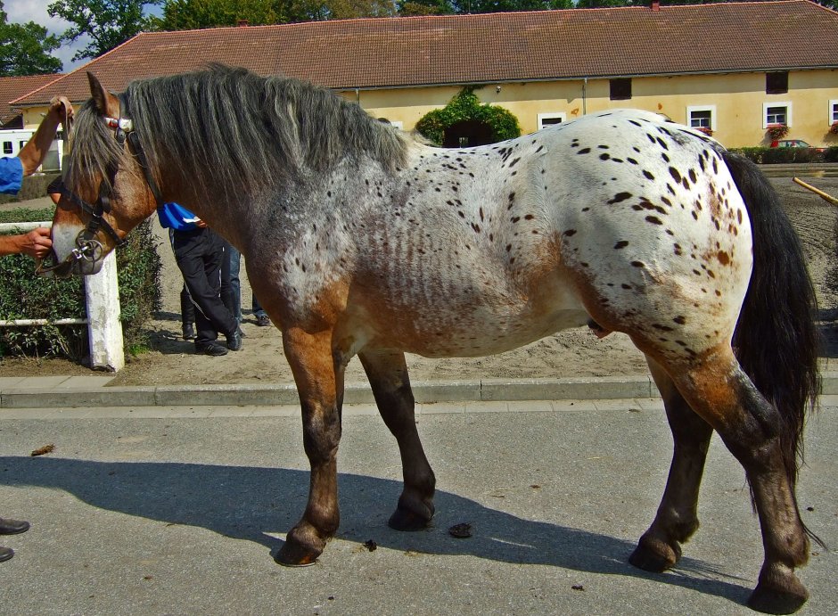 Фризская Аппалуза