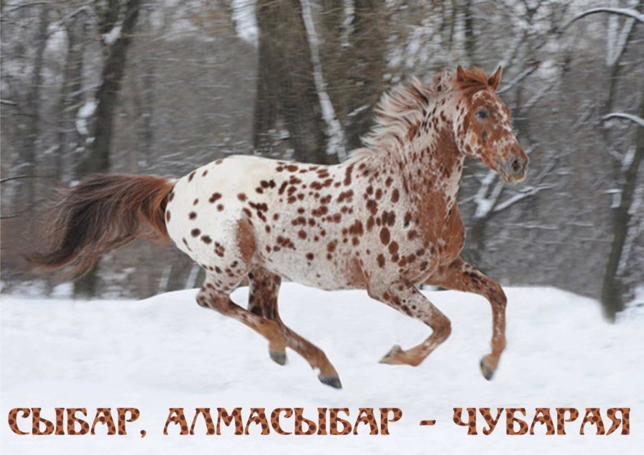 Сабино масть лошади