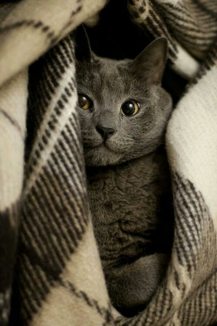 Кошка британка