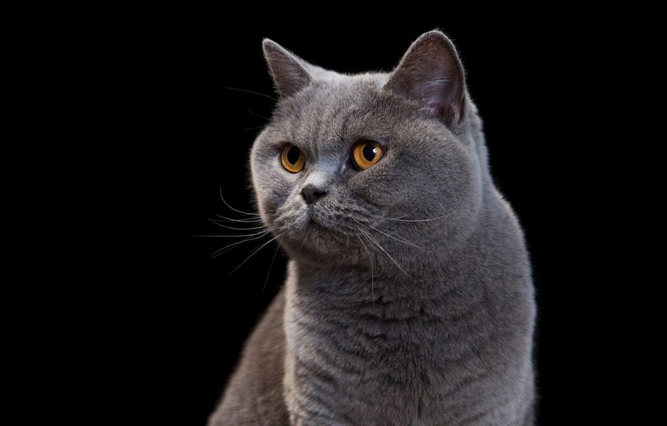 Кот дымчатый британец