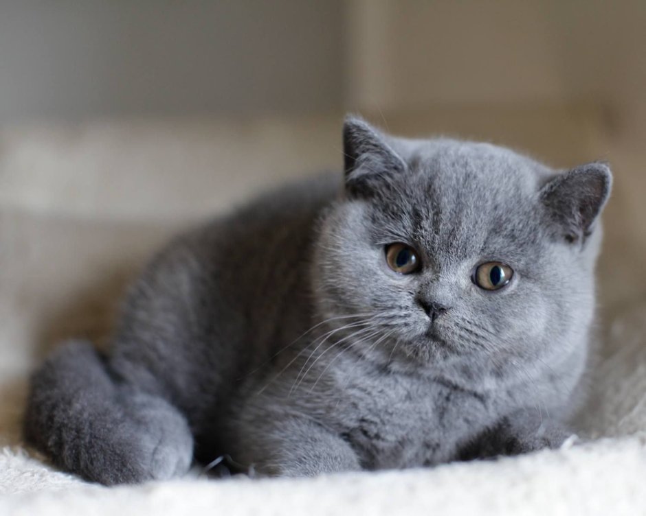 Британские короткошерстные Мяус