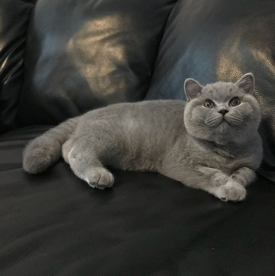 Британский короткошерстный кот толстый