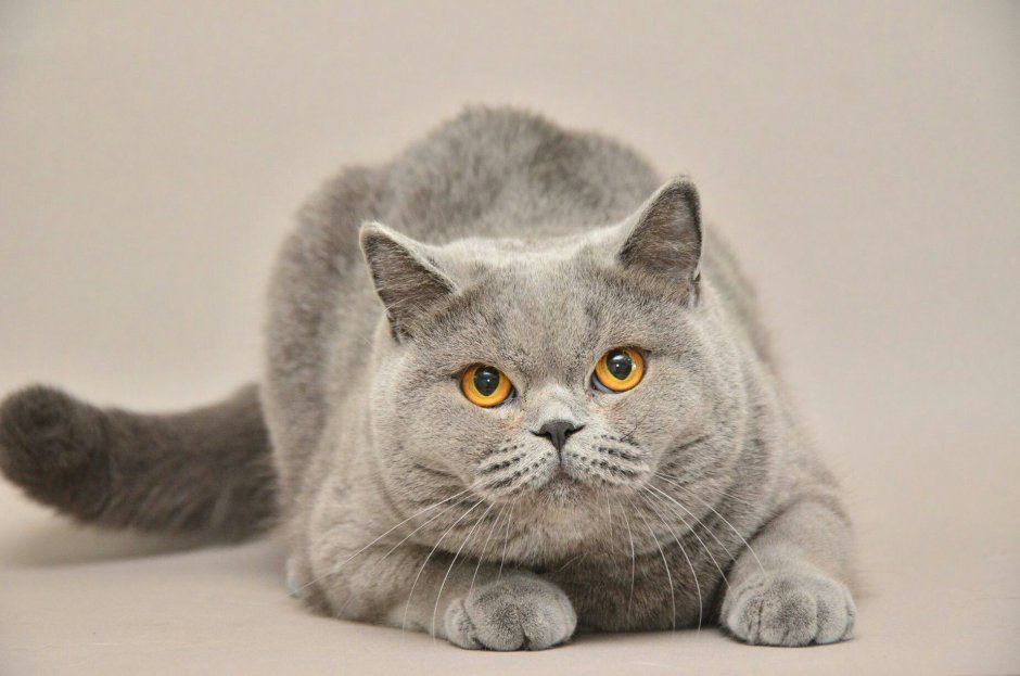 Британская кошка Квета