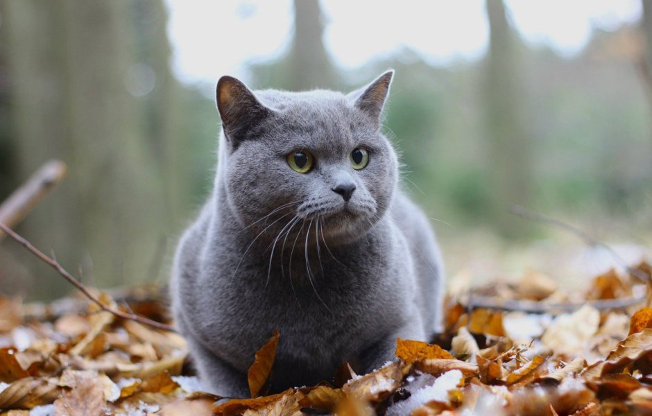 Британская кошка серая