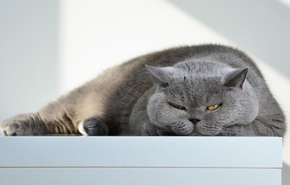 Жирный британский кот