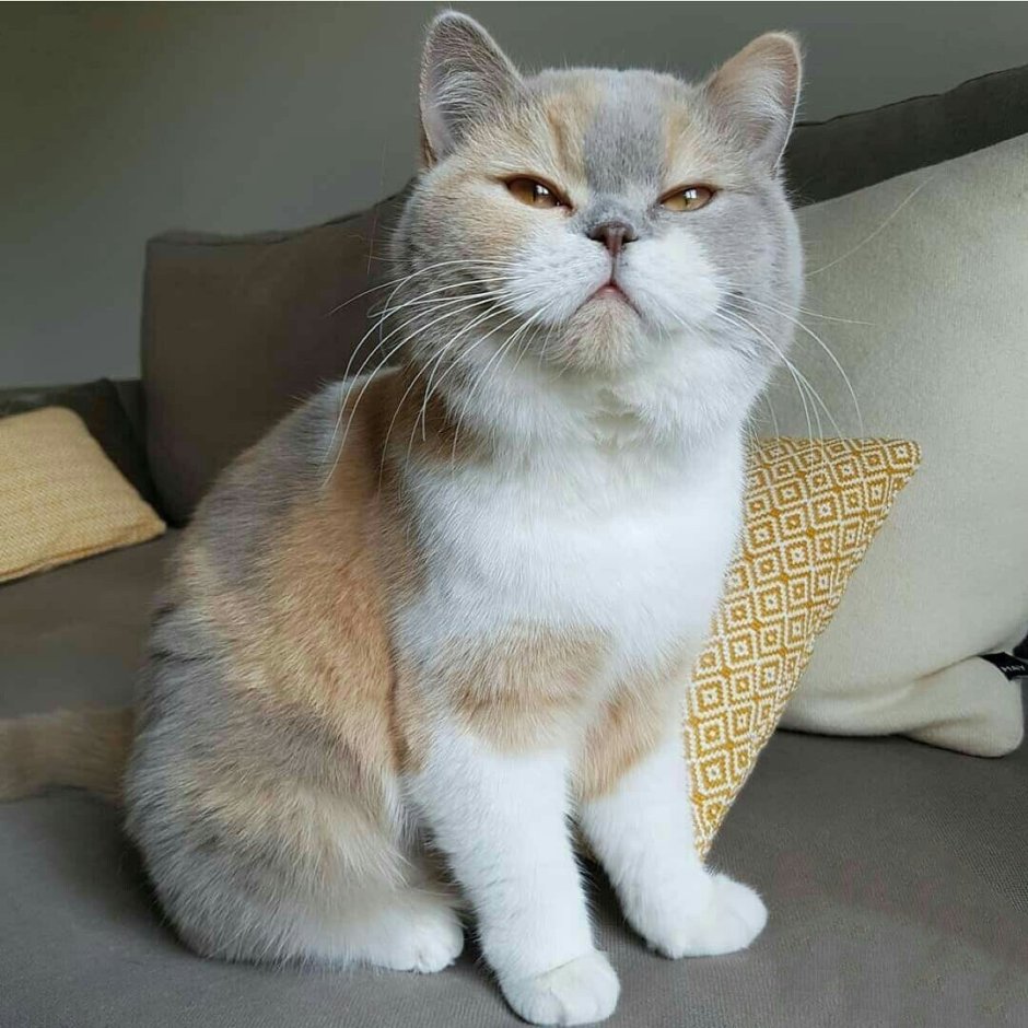 Эстетичные котики