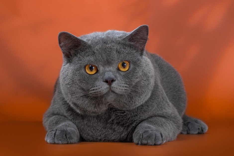 Британец кошка котенок