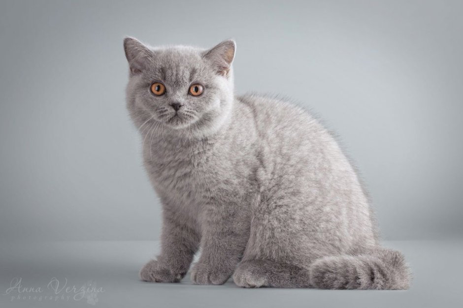 Британский кот сидит