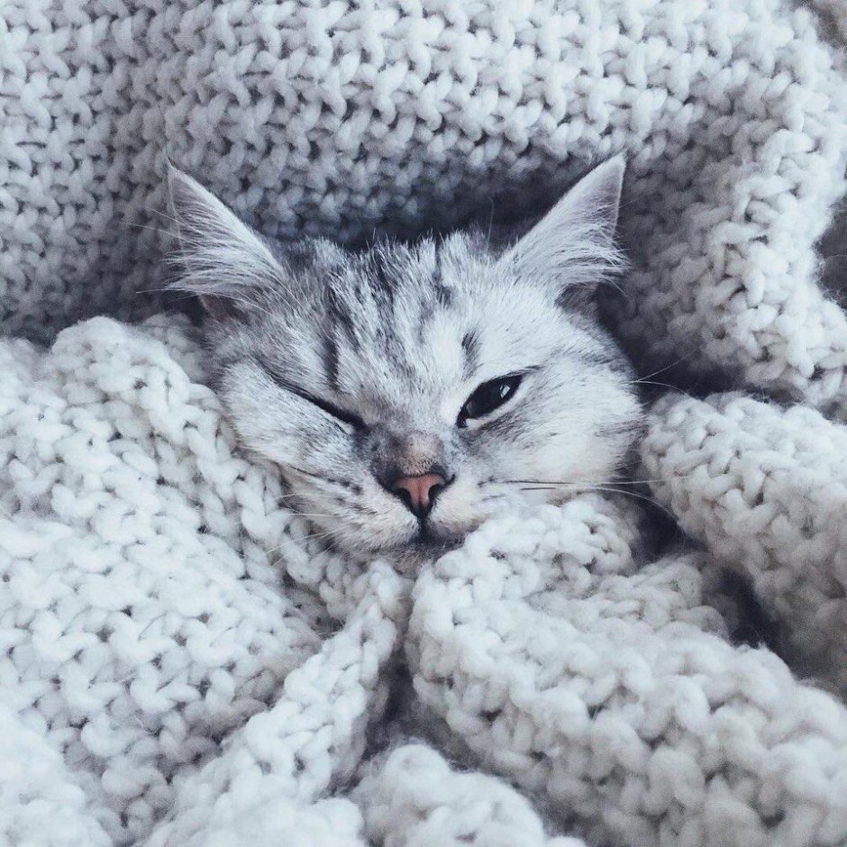 Эстетика кошек