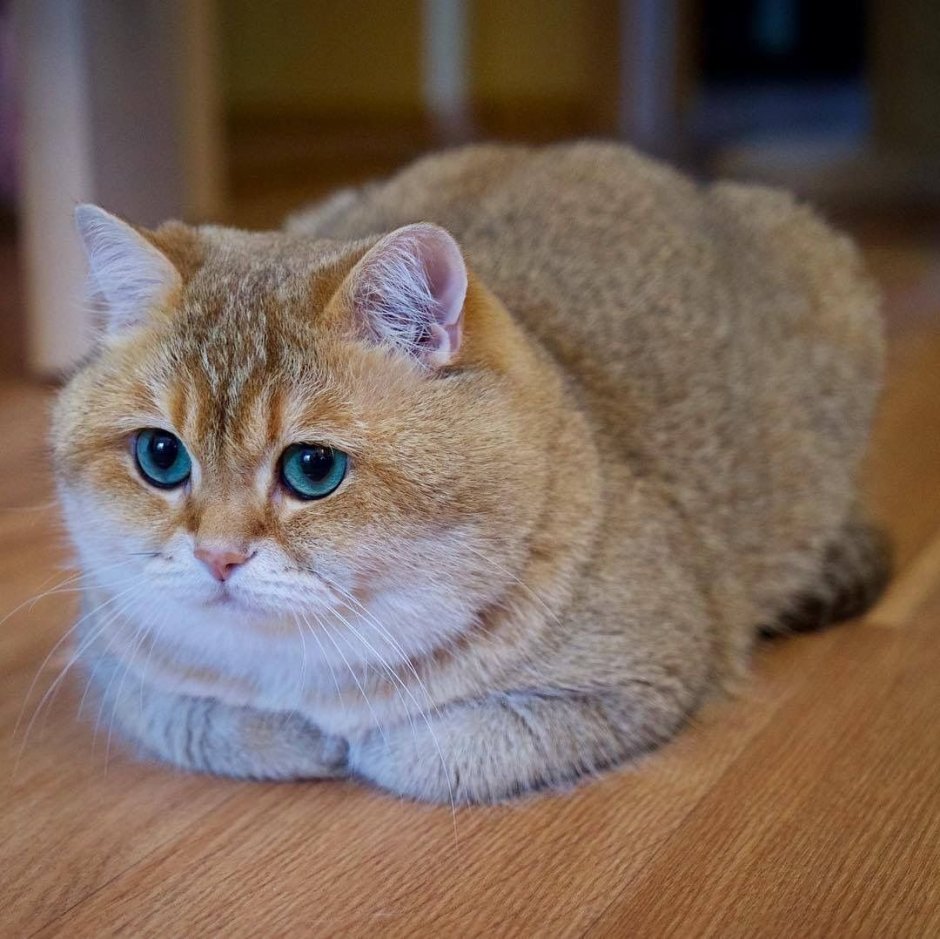 Шотландская короткошерстная Золотая шиншилла