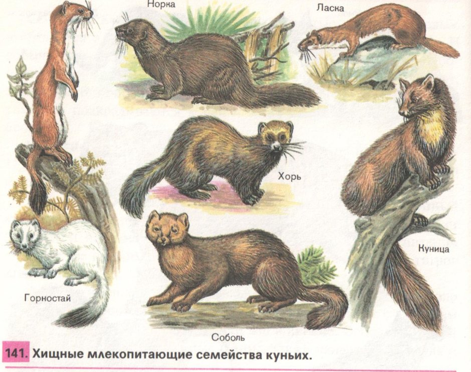 Соболь семейство куньих