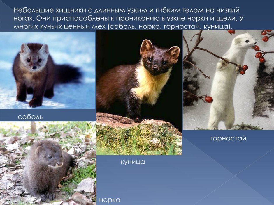 Ласка хорек куница горностай норка