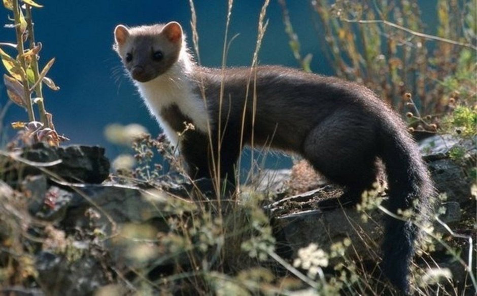 Светлый хорь – Mustela eversmanni