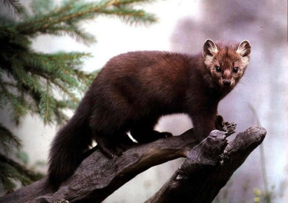 Ласка (Mustela nivalis)
