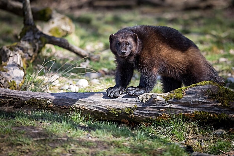 Европейская норка (Mustela lutreola)