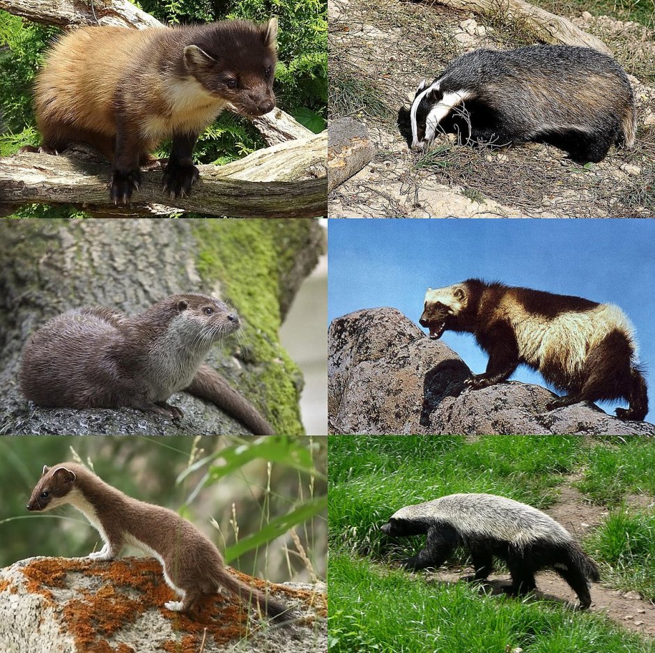 Тайра Куньи