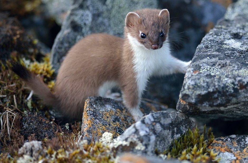 Ласка (Mustela nivalis)