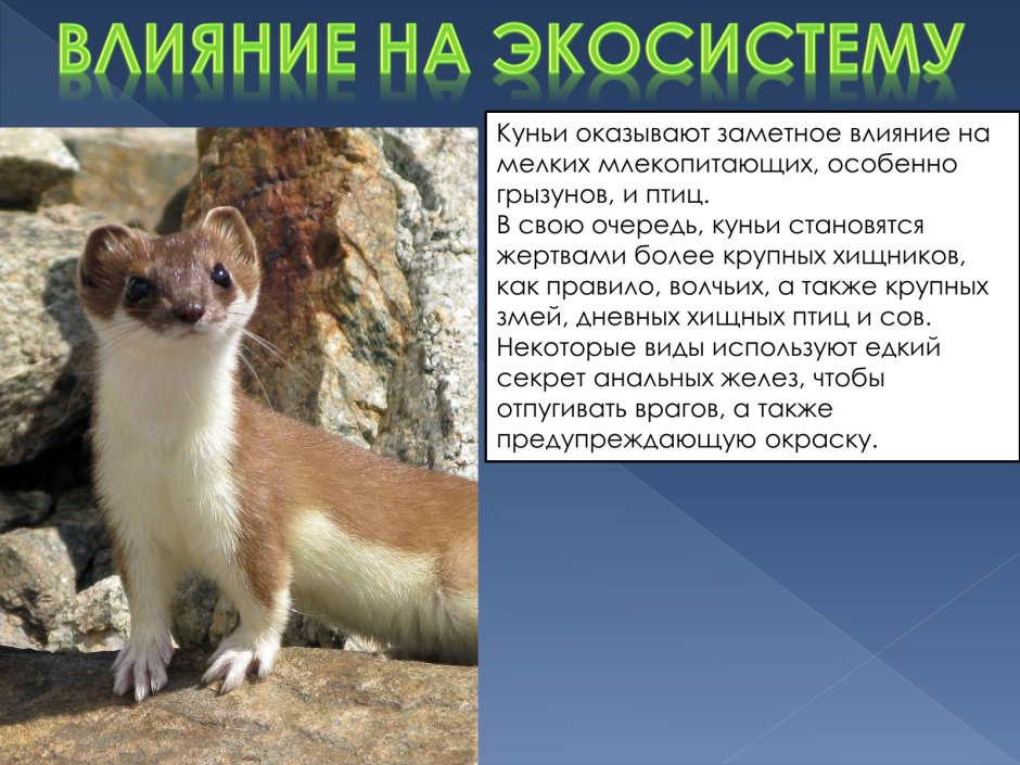 Семейство куньих виды