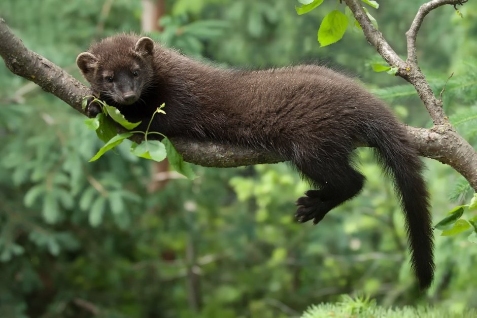 Горностай (Mustela erminea)