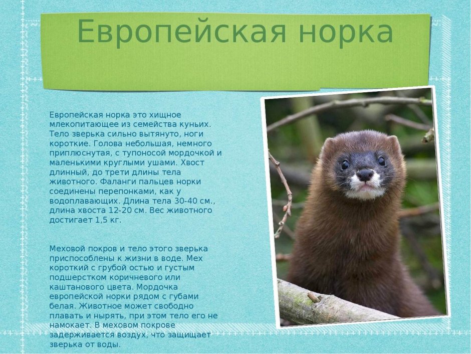 Куница Соболь горностай