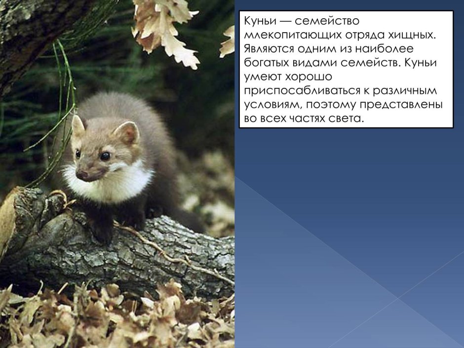 Соболь Баргузин животное