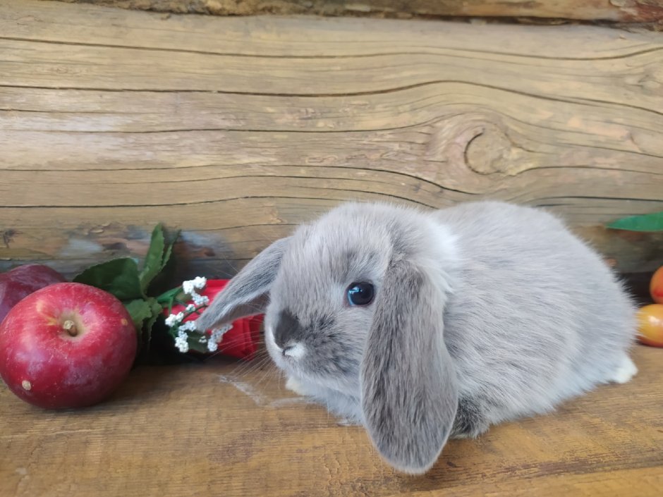 Карликовый кролик купить в Воронеже