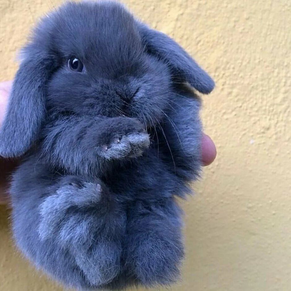 Венский голубой вислоухий кролик