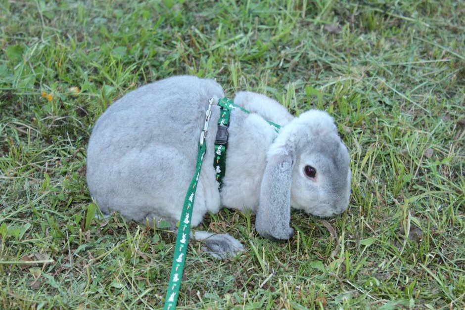 Карликовый Длинноухий кролик