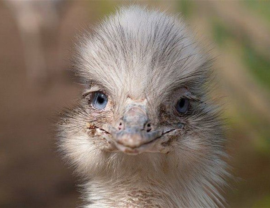 Dwarf Kookaburra Cackle (Гном смех Кукабарра, Австралия)