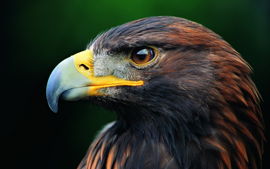 Орлан-белохвост Haliaeetus albicilla