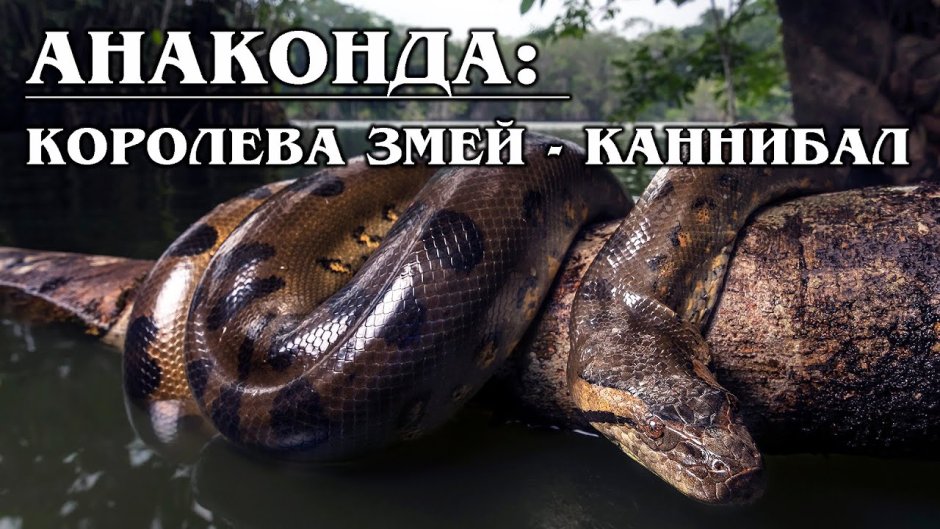Анаконда интересные факты