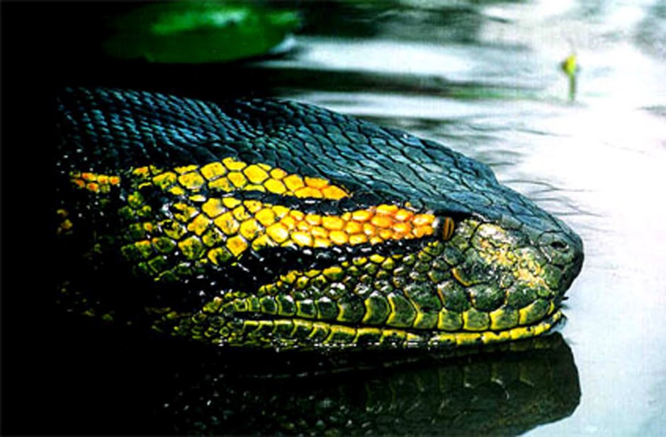 Анаконда eunectes beniensis