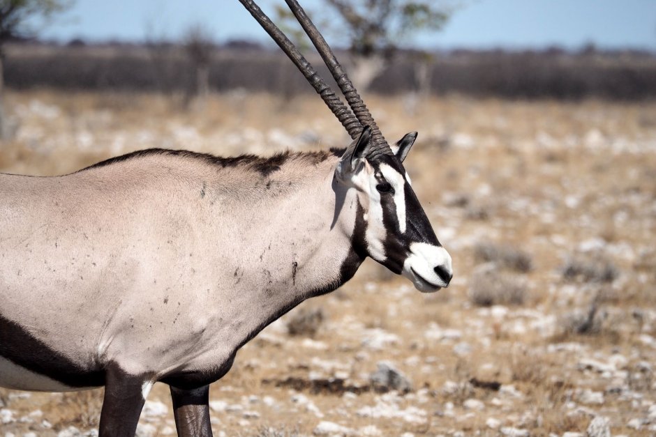 Oryx Gazella