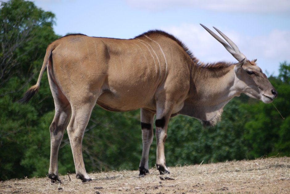 Канна Taurotragus Oryx
