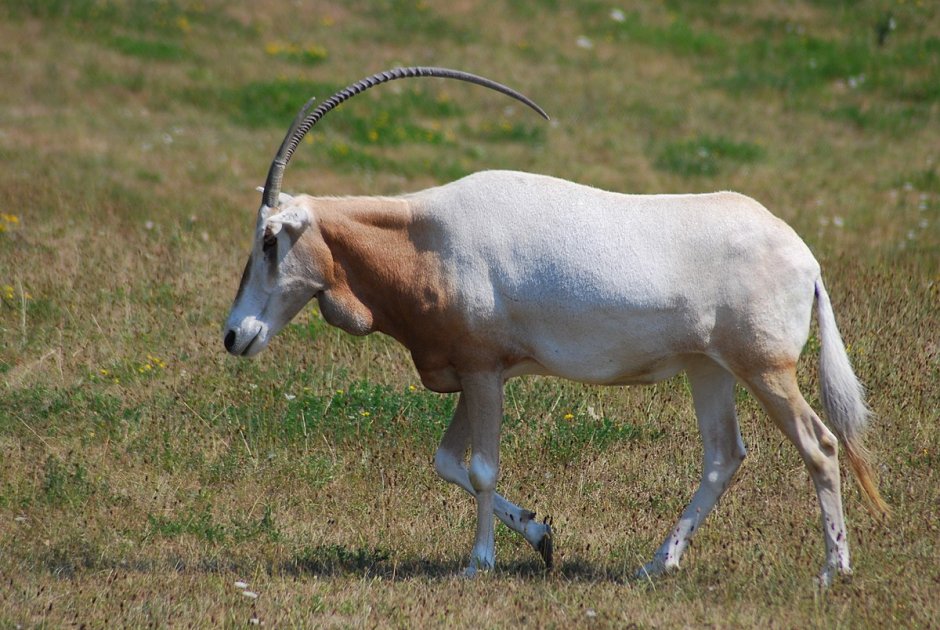 Горная Ньяла