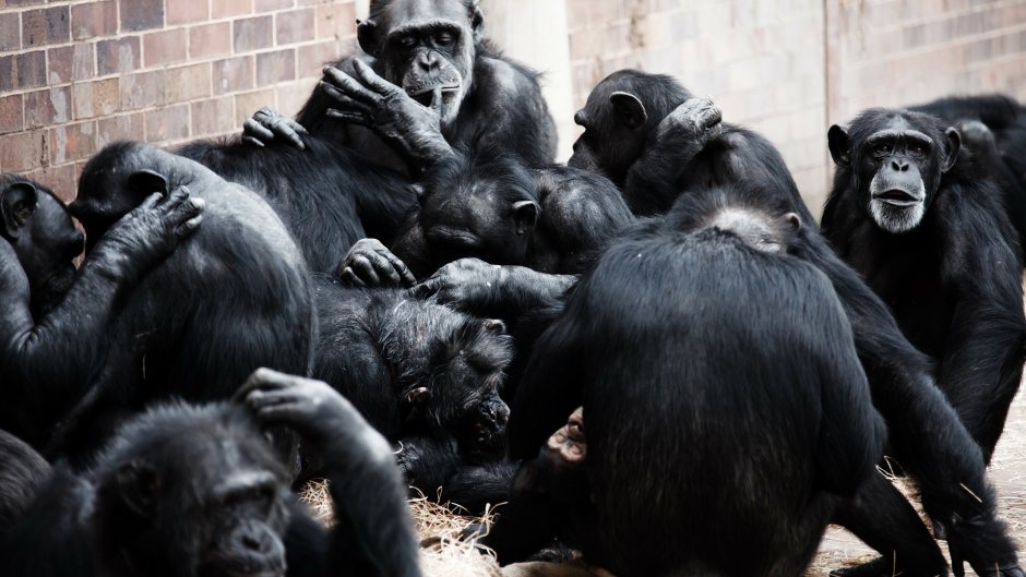 Шимпанзе (Chimpanzee) {д/ф, great Ape Productions, 2012}