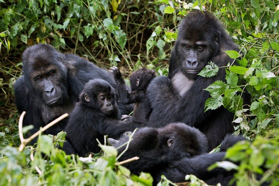 Gorilla beringei graueri