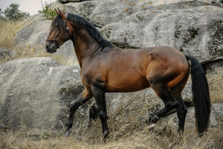 Лузитанская гнедая